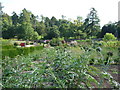 Mid Devon : Knightshayes Court, Allotment