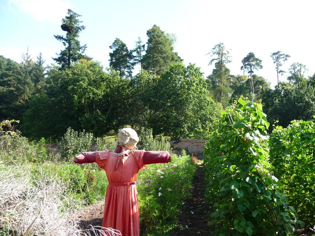Mid Devon : Knightshayes Court, Scarecrow in the Allotment
