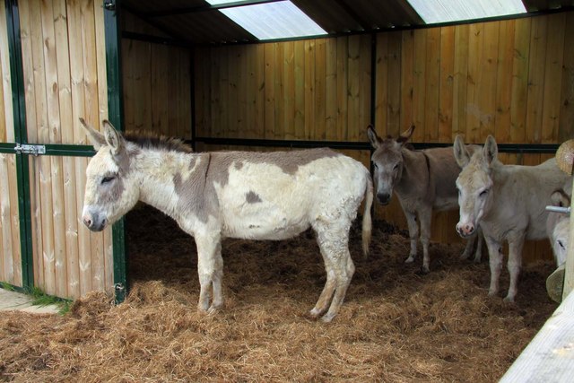 Donkeys at West Country Nurseries