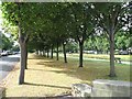 Port Sunlight - A Tree-Lined Avenue