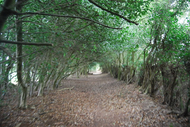 Tunbridge Wells Circular Path passes through an avenue of trees, Pembury