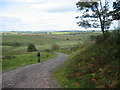 Track through Hartleyburn Common Plantation