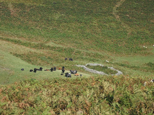 Cattle by the Penchrise Burn