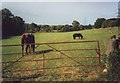 Field with horse and pony near Greetland Wall, West Yorkshire