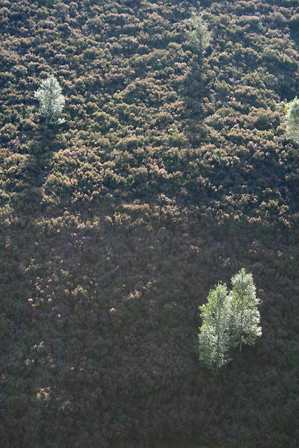 Birches near Deer Holes