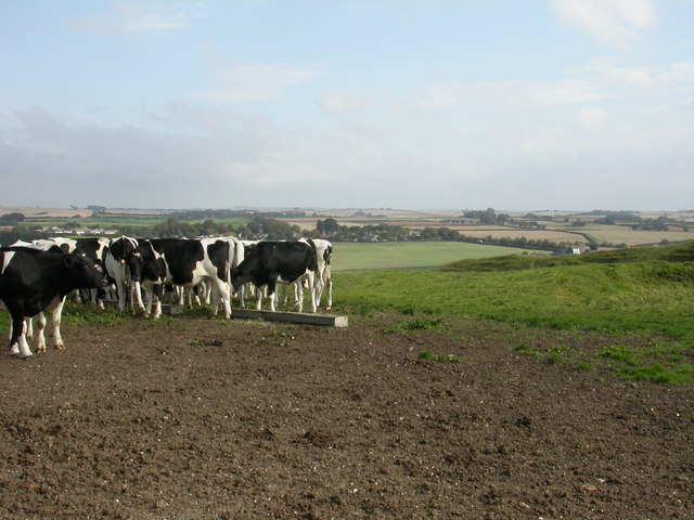 Poundbury, cattle