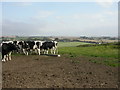 Poundbury, cattle