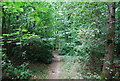 TQ5634 : Tunbridge Wells Circular Path - Forge Wood by N Chadwick