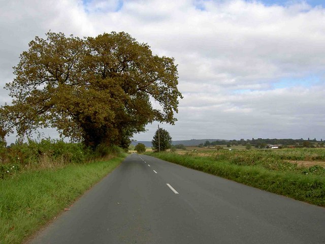 Oak tree near Lower Moor farm
