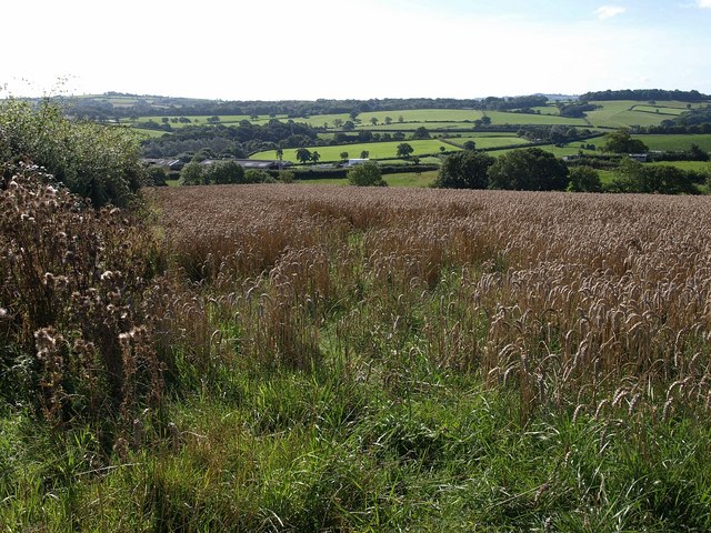 Barley above Lidburn Brook