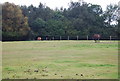 Horses by the Tunbridge Wells Circular Path