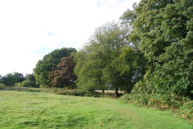 Trees by the Tunbridge Wells Circular Path