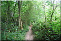 Tunbridge Wells Circular Path - Toll Wood