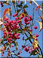 Spindle tree (Euonymus europaeus), Tisbury