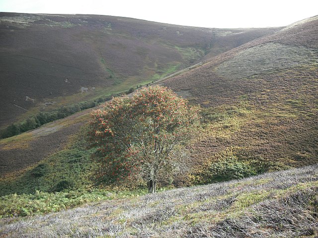Rowan tree, Peat Law