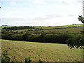 Late cut of silage