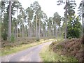 Perciemuir Wood