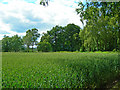 Grassy field sandwiched betwixt the River Don and Fetternear House