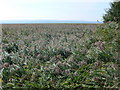 Reed beds on the river Dee at Neston