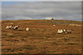 NT1617 : Border hill sheep by Walter Baxter