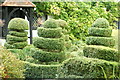 Topiary at The Old Cottage, West Horsley, Surrey