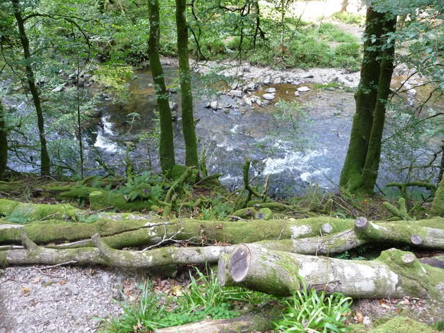 Exmoor : The River Barle & River Bank Tree Branches