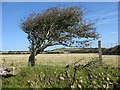 Wind-sculpted hawthorn