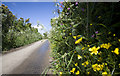 Summer Hedgerows near Chyenhal