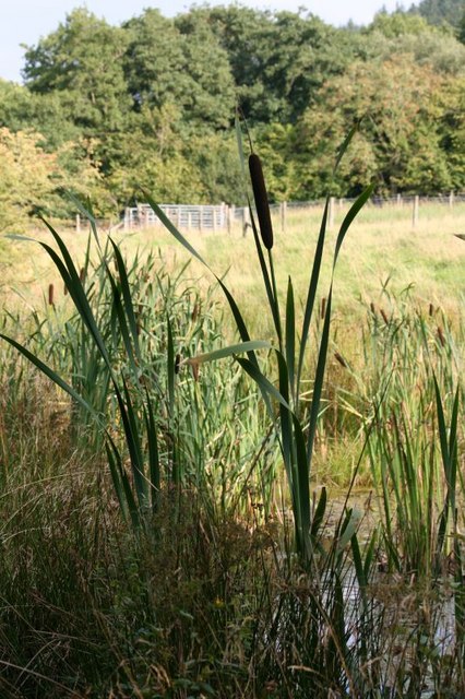 Bulrush in the pond