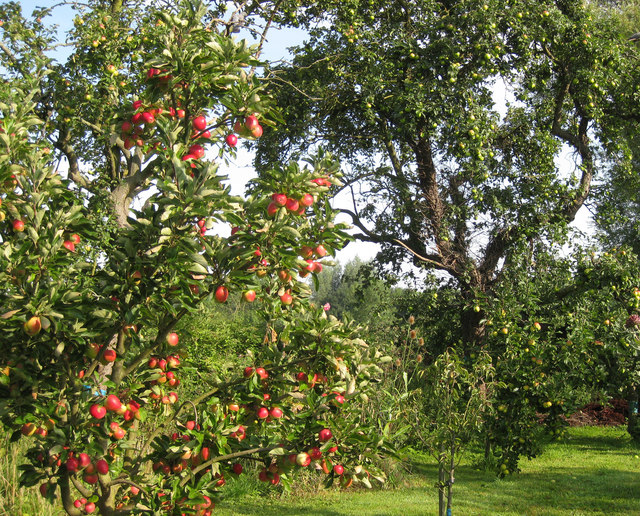 Orchard, Mill Farm