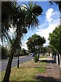 Shiphay Avenue, Torquay