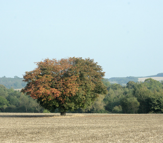 2009 : Horse chestnut tree near Codrington