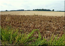 TR2654 : Farmland near Chillenden opposite the footpath to the windmill by pam fray