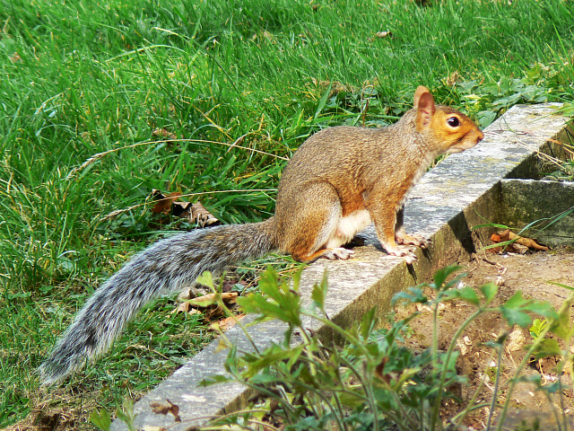 Grey squirrel, Radnor Street cemetery,... © Brian Robert Marshall cc-by ...