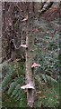 SU8625 : Fungus on dead tree on Stedham Marsh by Shazz