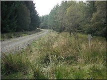 NT5003 : Forest road, Stennishope by Richard Webb