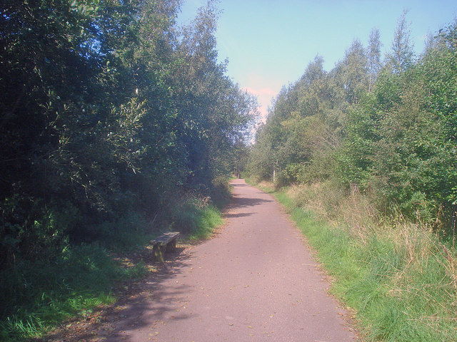Path through Willesley Wood