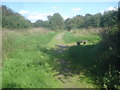 Path junction near Oakthorpe Colliery