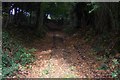 Track to Little Cranbrook Wood