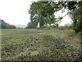 2009 : Ex wheatfield west of Lodge Road