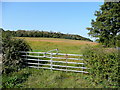 Maize crop below Corse Hill