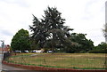 Large tree by The Slade, Tonbridge