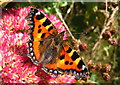 Small Tortoiseshell butterfly (Aglais urticae)