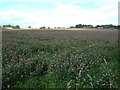 Clover Field