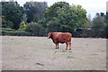 Bull by the path north of Powder Mills Lane