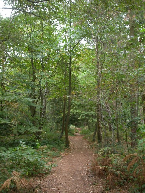 Branksome Park, Martello Woods