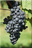 TQ1651 : Grapes at Denbies Vineyard, Dorking, Surrey by Peter Trimming