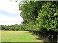 West edge of Higgins Spring, near Aldbury