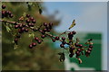 Hawthorn at Westhumble, Surrey