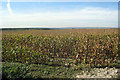 Sweetcorn Field near Harpole